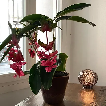 Casimiro 49 3* チェゼーナ