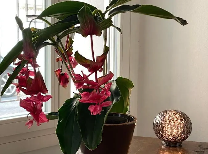 Casimiro 49 3* Чезена